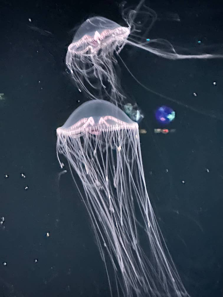 Two glowing jellyfish