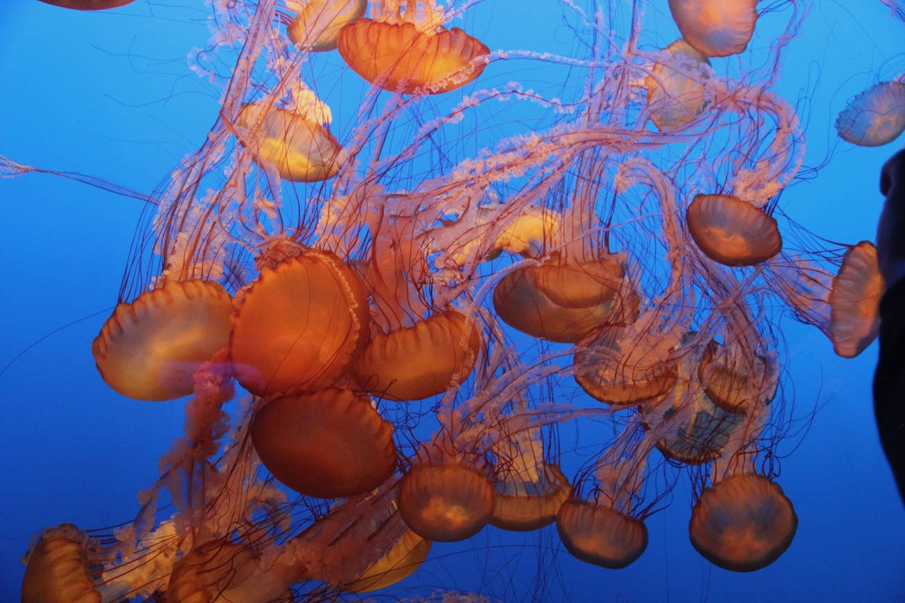 Many large orange jellyfish at Monterey Bay Aquarium