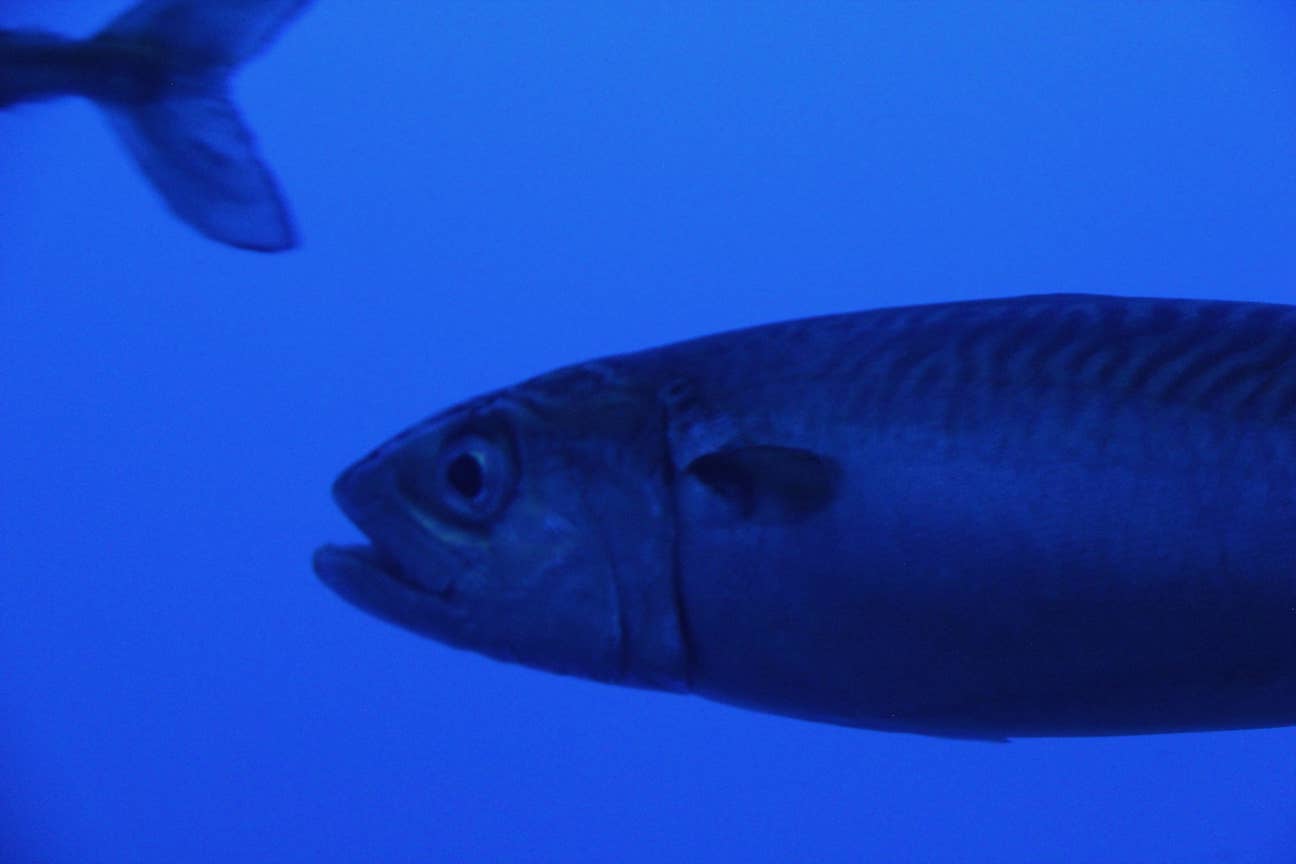 Small fish at Monterey Bay Aquarium