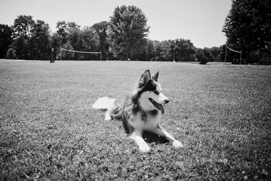 Husky on Large Field, in Black and White