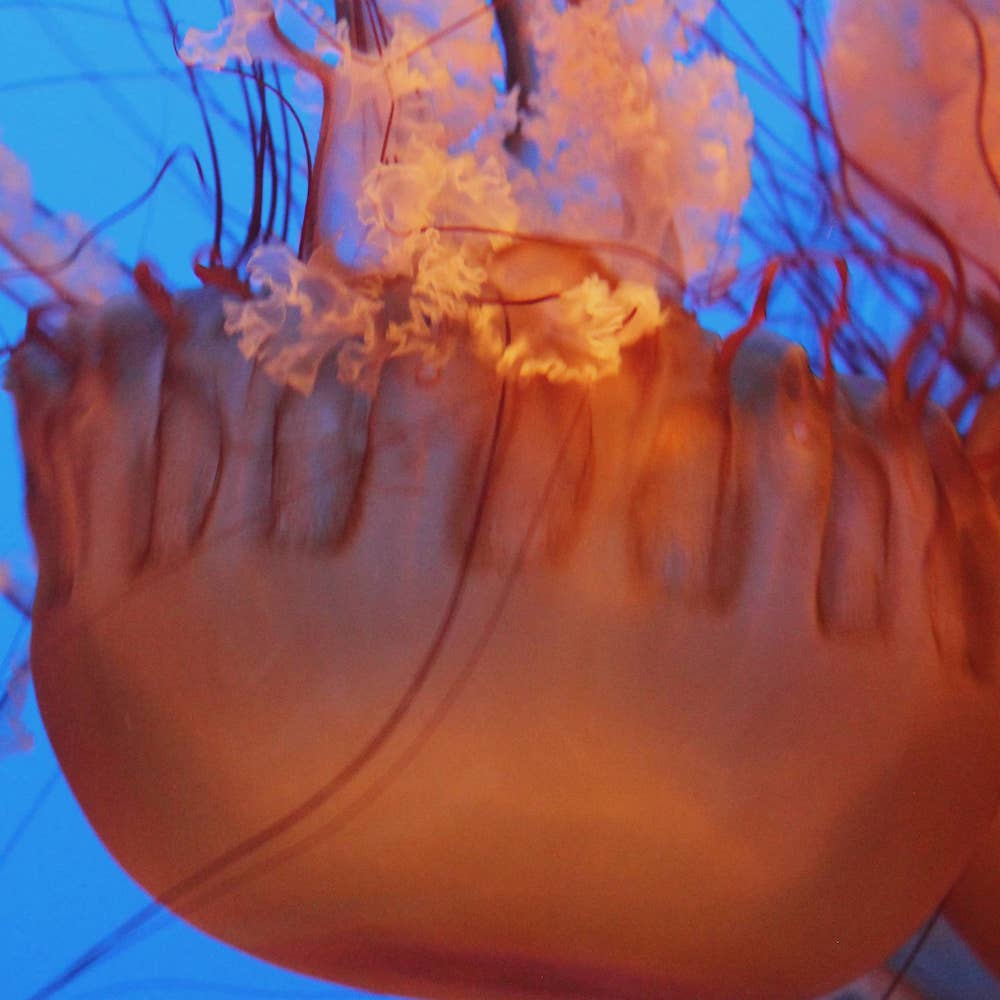 Digital Photo 1, Large Jellyfish